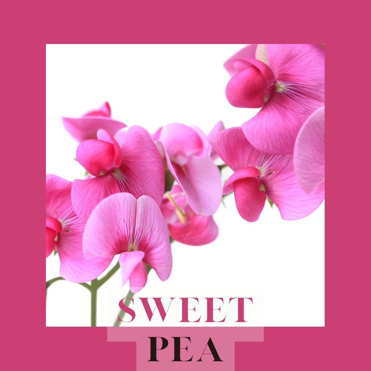 250ml Fragrance Oil - Sweet Pea